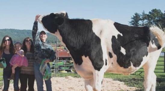 世界上最大的奶牛 身高接近兩米 體重兩千多斤