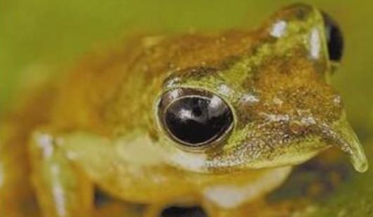 世界上最神奇的蛙 匹諾曹蛙鳴叫時鼻子會變長