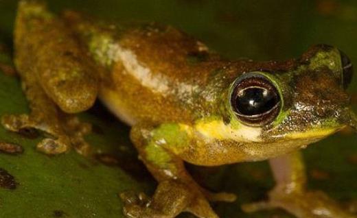 世界上最神奇的蛙 匹諾曹蛙鳴叫時鼻子會變長