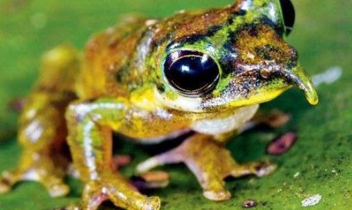 世界上最神奇的蛙 匹諾曹蛙鳴叫時鼻子會變長
