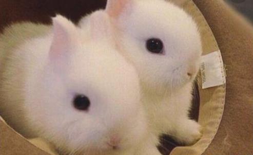 世界上最小的兔子 荷蘭侏儒兔體重2斤 可以輕松托于掌上