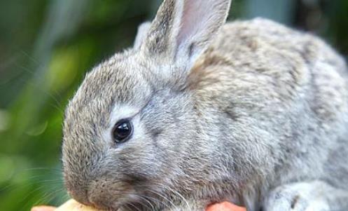 世界上最小的兔子 荷蘭侏儒兔體重2斤 可以輕松托于掌上