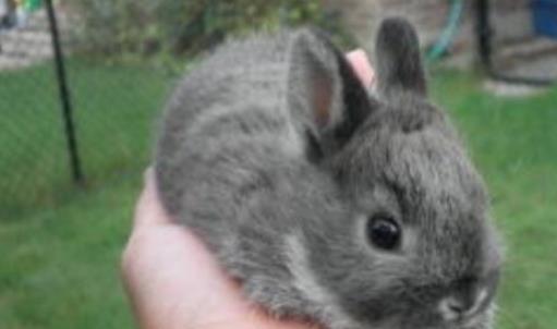 世界上最小的兔子 荷蘭侏儒兔體重2斤 可以輕松托于掌上