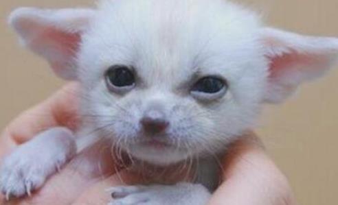 世界上最小的狐貍 耳廓狐體長30厘米 如小貓一般大小