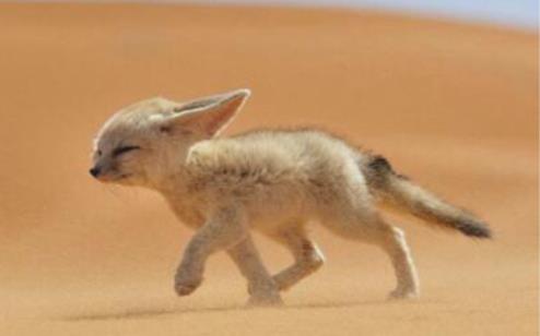 世界上最小的狐貍 耳廓狐體長30厘米 如小貓一般大小