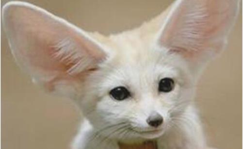 世界上最小的狐貍 耳廓狐體長30厘米 如小貓一般大小