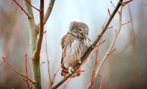 世界上最小的貓頭鷹 侏儒貓頭鷹體長十幾厘米 只比麻雀大一點