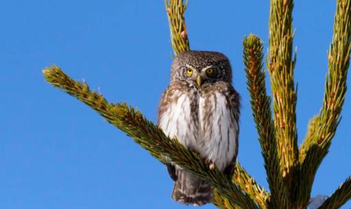 世界上最小的貓頭鷹 侏儒貓頭鷹體長十幾厘米 只比麻雀大一點