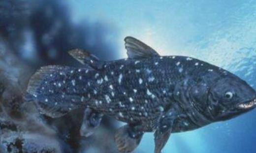 世界上最古老的魚 腔棘魚在地球上活了4億年