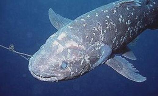 世界上最古老的魚 腔棘魚在地球上活了4億年