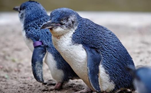 世界上最小的企鵝 小藍企鵝身高不足半米 生有漂亮的藍色羽毛