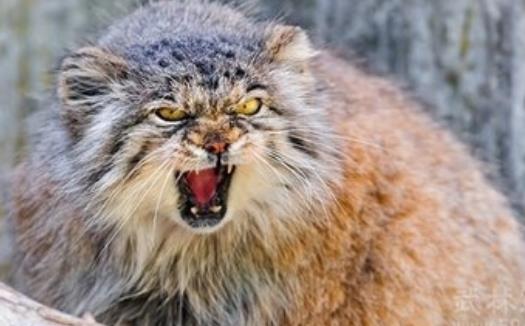 世界上最兇殘的貓 帕拉斯貓具有強(qiáng)烈攻擊性