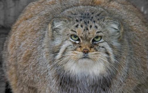 世界上最兇殘的貓 帕拉斯貓具有強(qiáng)烈攻擊性