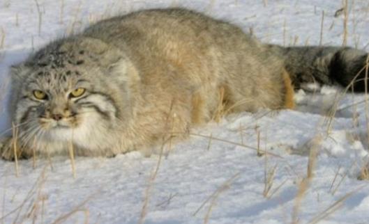 世界上最兇殘的貓 帕拉斯貓具有強(qiáng)烈攻擊性