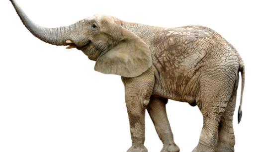 世界上睡眠最少的動物 野生大象平均每天只睡2.5個小時