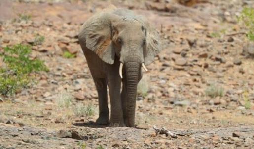 世界上睡眠最少的動物 野生大象平均每天只睡2.5個小時