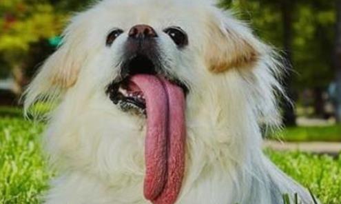世界上舌頭最長的狗 圣伯納犬舌頭長度接近2分米