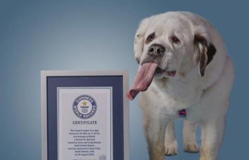 世界上舌頭最長的狗 圣伯納犬舌頭長度接近2分米