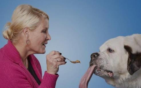 世界上舌頭最長的狗 圣伯納犬舌頭長度接近2分米