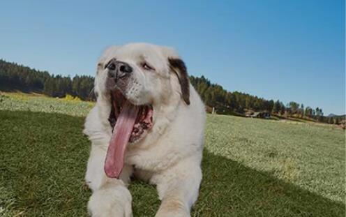 世界上舌頭最長的狗 圣伯納犬舌頭長度接近2分米