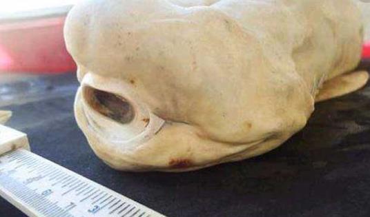 世界上最怪異的鯊魚 通體雪白并且只有一只眼睛