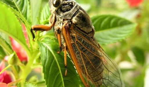世界上最長壽的蟬 十七年蟬能在地下蟄伏十七年