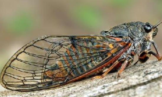 世界上最長壽的蟬 十七年蟬能在地下蟄伏十七年