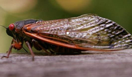 世界上最長壽的蟬 十七年蟬能在地下蟄伏十七年