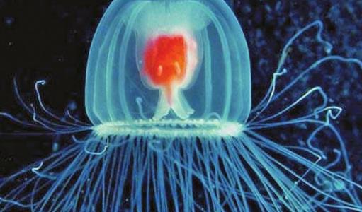 世界上最長(zhǎng)壽的動(dòng)物 燈塔水母可以返老還童 獲得無(wú)限壽命