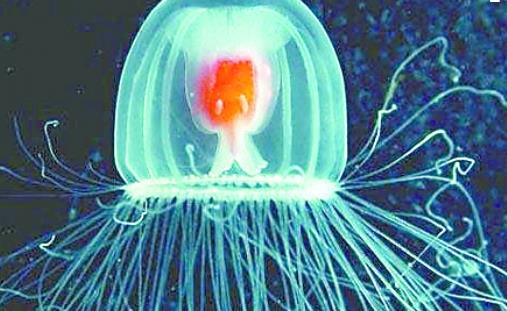世界上最長(zhǎng)壽的動(dòng)物 燈塔水母可以返老還童 獲得無(wú)限壽命