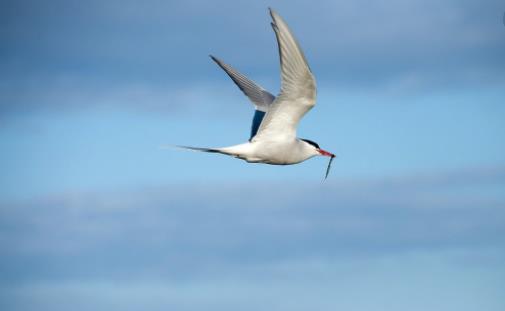 世界上飛的最遠的鳥 北極燕鷗每一次遷徙繞地球半周