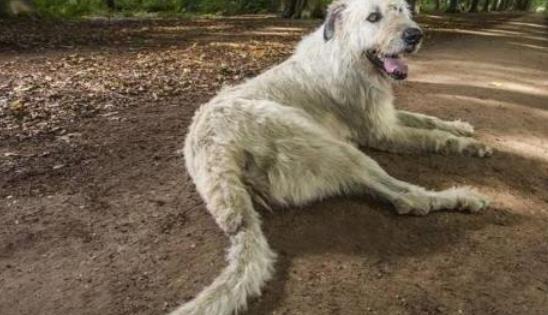 世界上尾巴最長的狗 尾長76.8厘米 接近身體長度