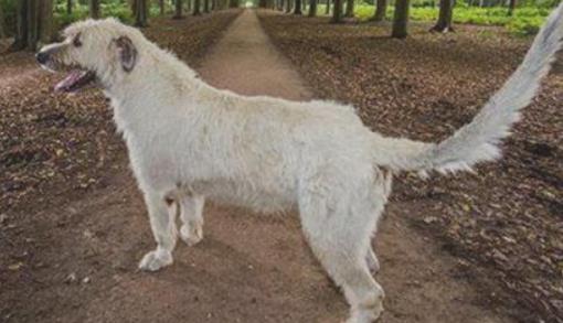 世界上尾巴最長的狗 尾長76.8厘米 接近身體長度