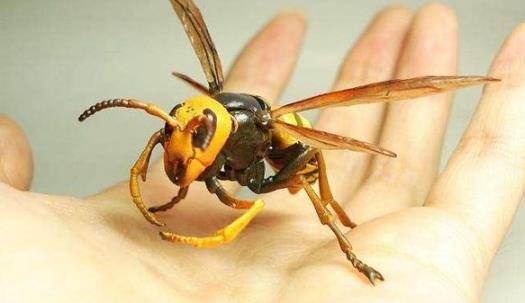 世界上最可怕的蜻蜓 鬼蜻蜓腳上剛毛如鐵鉤 飛行聲音似轟炸機