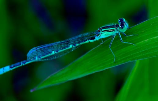 世界上最可怕的蜻蜓 鬼蜻蜓腳上剛毛如鐵鉤 飛行聲音似轟炸機