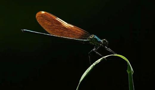 世界上最可怕的蜻蜓 鬼蜻蜓腳上剛毛如鐵鉤 飛行聲音似轟炸機