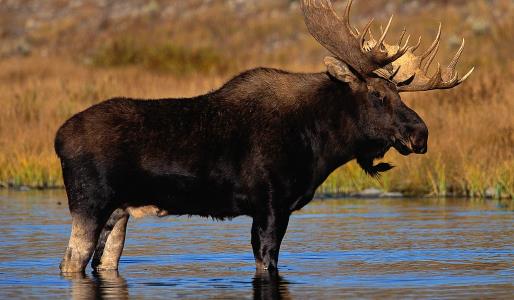 世界上最大的鹿 駝鹿體長至3米 體重達一噸