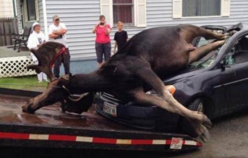 世界上最大的鹿 駝鹿體長至3米 體重達一噸