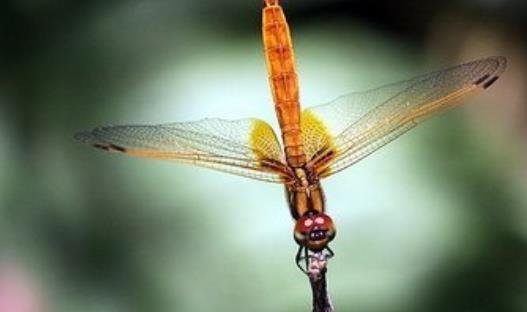 世界上最小的蜻蜓 侏紅小蜻體長不足兩厘米