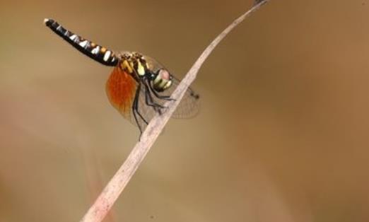 世界上最小的蜻蜓 侏紅小蜻體長不足兩厘米