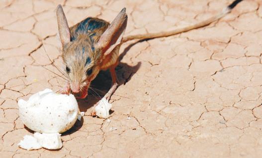 世界上耳朵最長的鼠 長耳跳鼠耳長接近一半身長