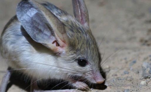 世界上耳朵最長的鼠 長耳跳鼠耳長接近一半身長