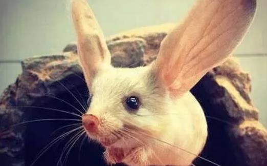 世界上耳朵最長的鼠 長耳跳鼠耳長接近一半身長