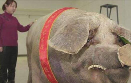 世界上最大的豬 體長2.5米 重900公斤