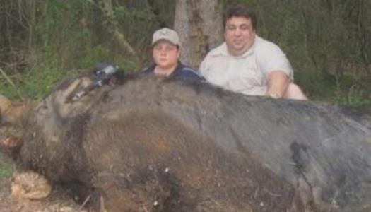 世界上最大的豬 體長2.5米 重900公斤