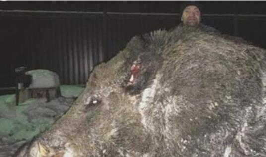 世界上最大的豬 體長2.5米 重900公斤