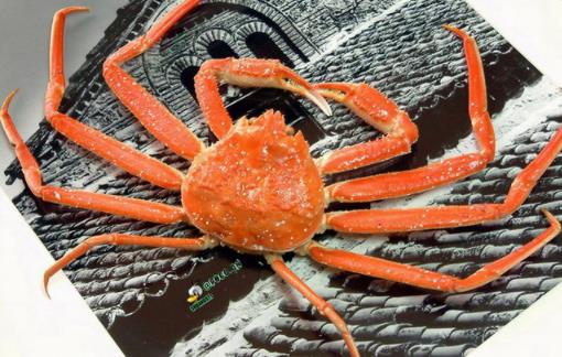 世界上最重的螃蟹 皇帝蟹體重可達36公斤 具有豐富營養