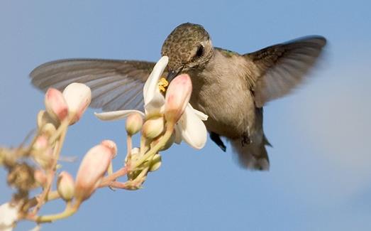 世界上最小的恐龍 小馳龍體長不到四十厘米