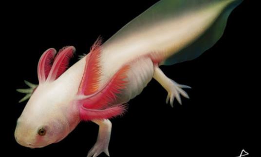 世界上最奇特的魚 六角龍魚長相呆萌用四條腿爬行