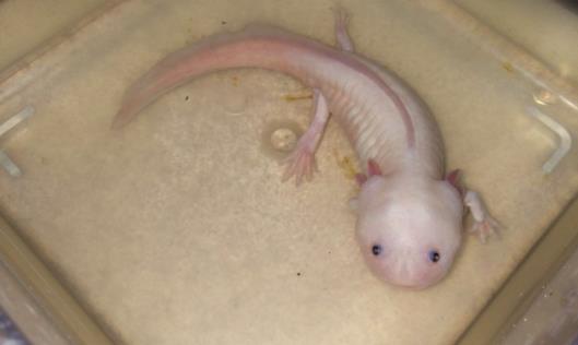 世界上最奇特的魚 六角龍魚長相呆萌用四條腿爬行